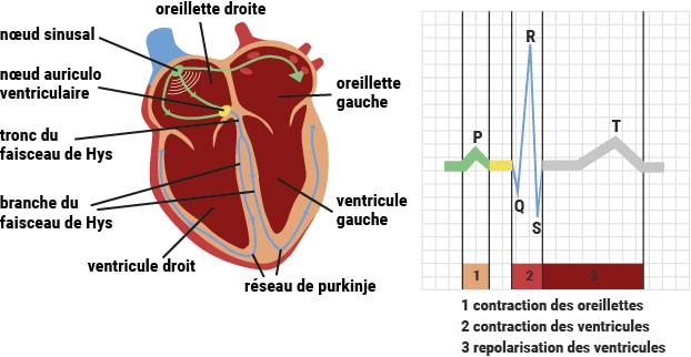 Schéma de l'activité électrique du coeur